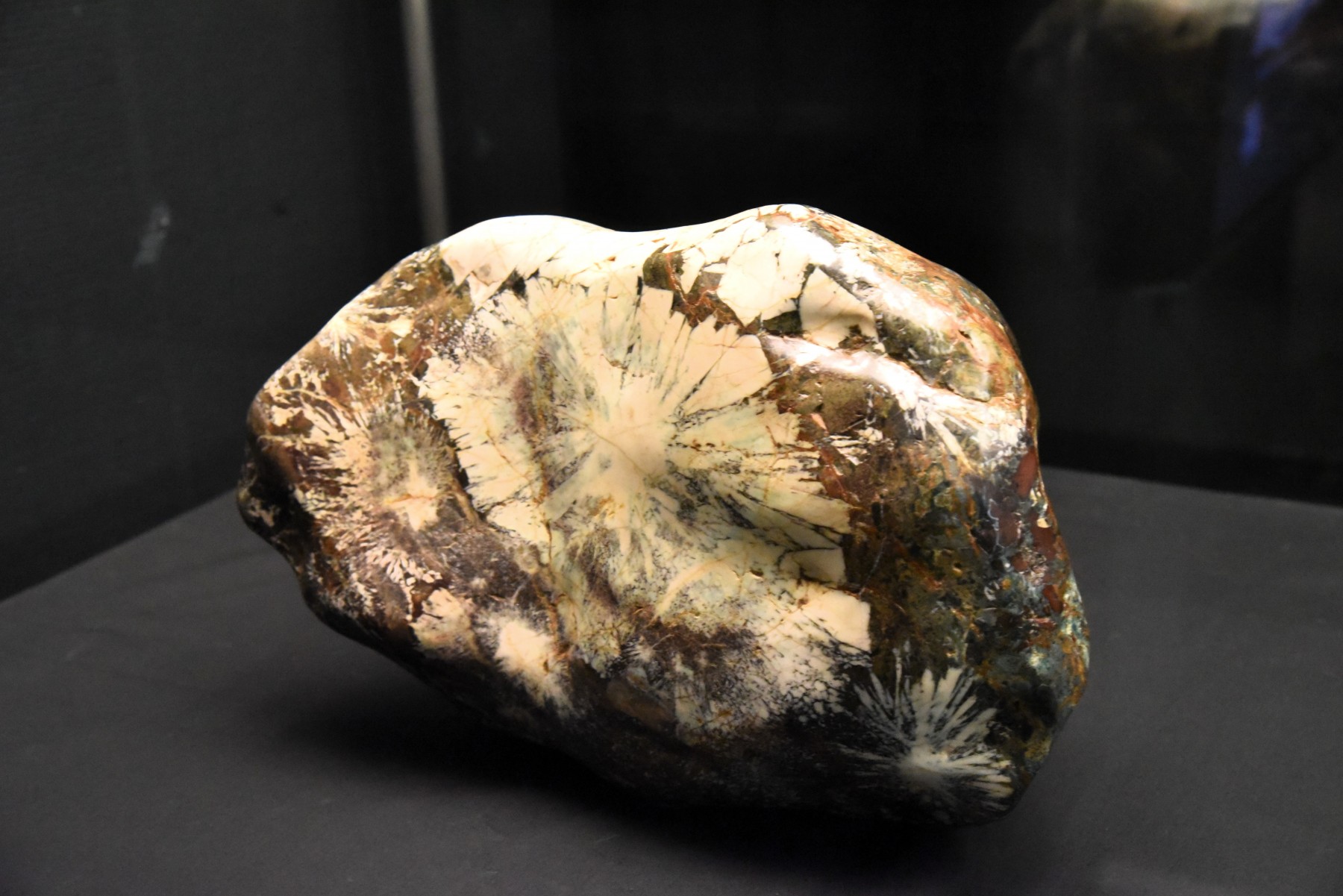 琉球列島 地質・化石展 | 展覧会 | 沖縄県立博物館・美術館（おきみゅー）