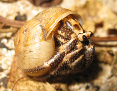 ウソでしょ！ヤシガニに貝がらがついてる！？ | 学芸員コラム | 沖縄