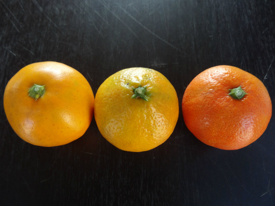 ミカンも種類で三様 │ 相模原のりんご園