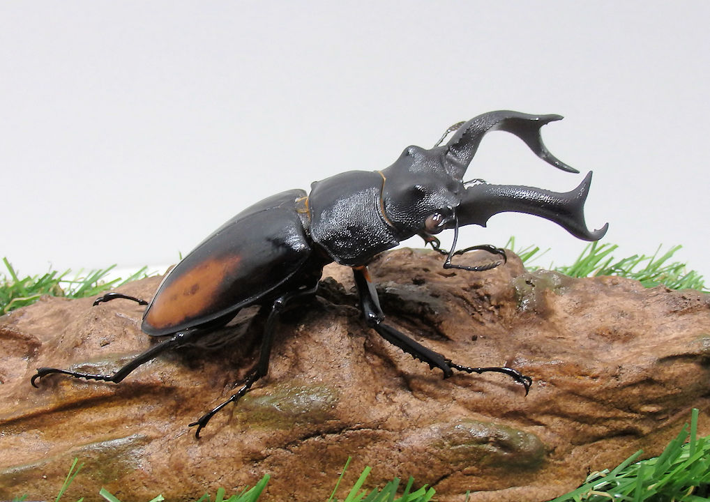 フラットケース＋造形流木M03の組み合わせによるパターンCジオラマ標本