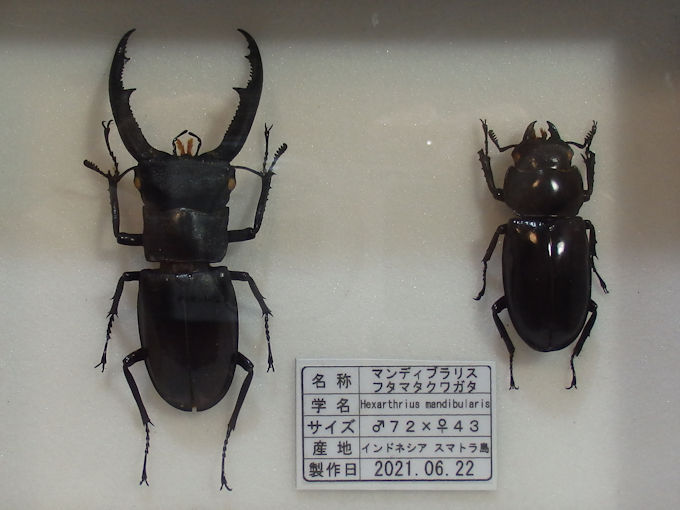 マンディブラリスフタマタ♂72＋♀43 | オオクワ京都昆虫館