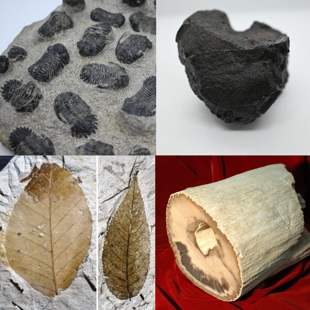 テーマ展示「化石を楽しむ」を開催します | OMNH