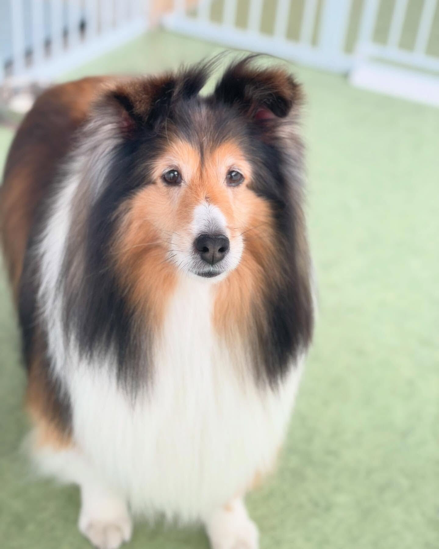 はじめまして♪シェットランドシープドッグのきなこちゃん！ | ブログ