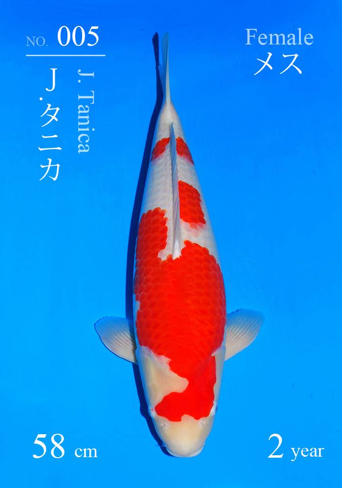 錦鯉販売】極上の2歳入荷情報！ | 大阪サカイ錦鯉