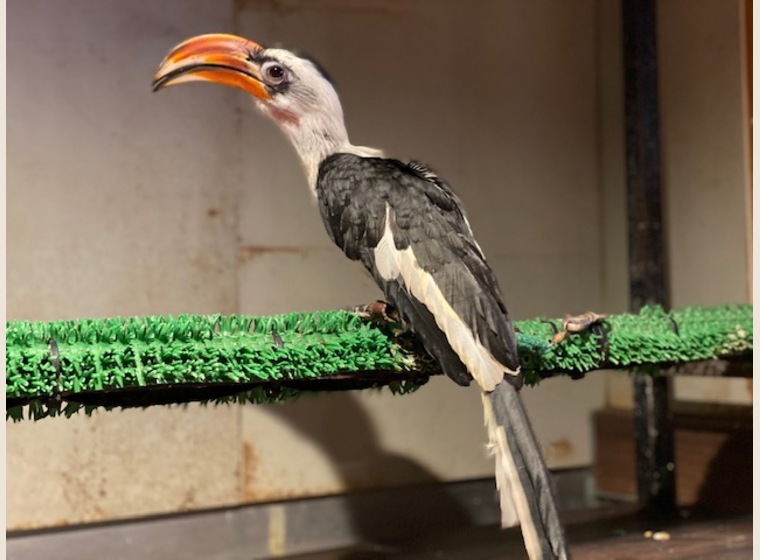 セグロコサイチョウ | 珍しい動物 | Rare ZOO presented by OWL☆WAN