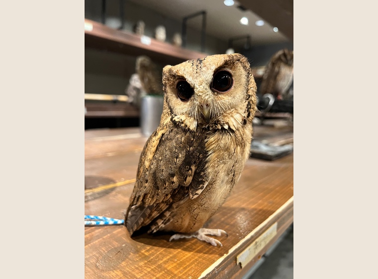 インディアンスコップオウル 2022年ベルギーブリード | ふくろう(猛禽