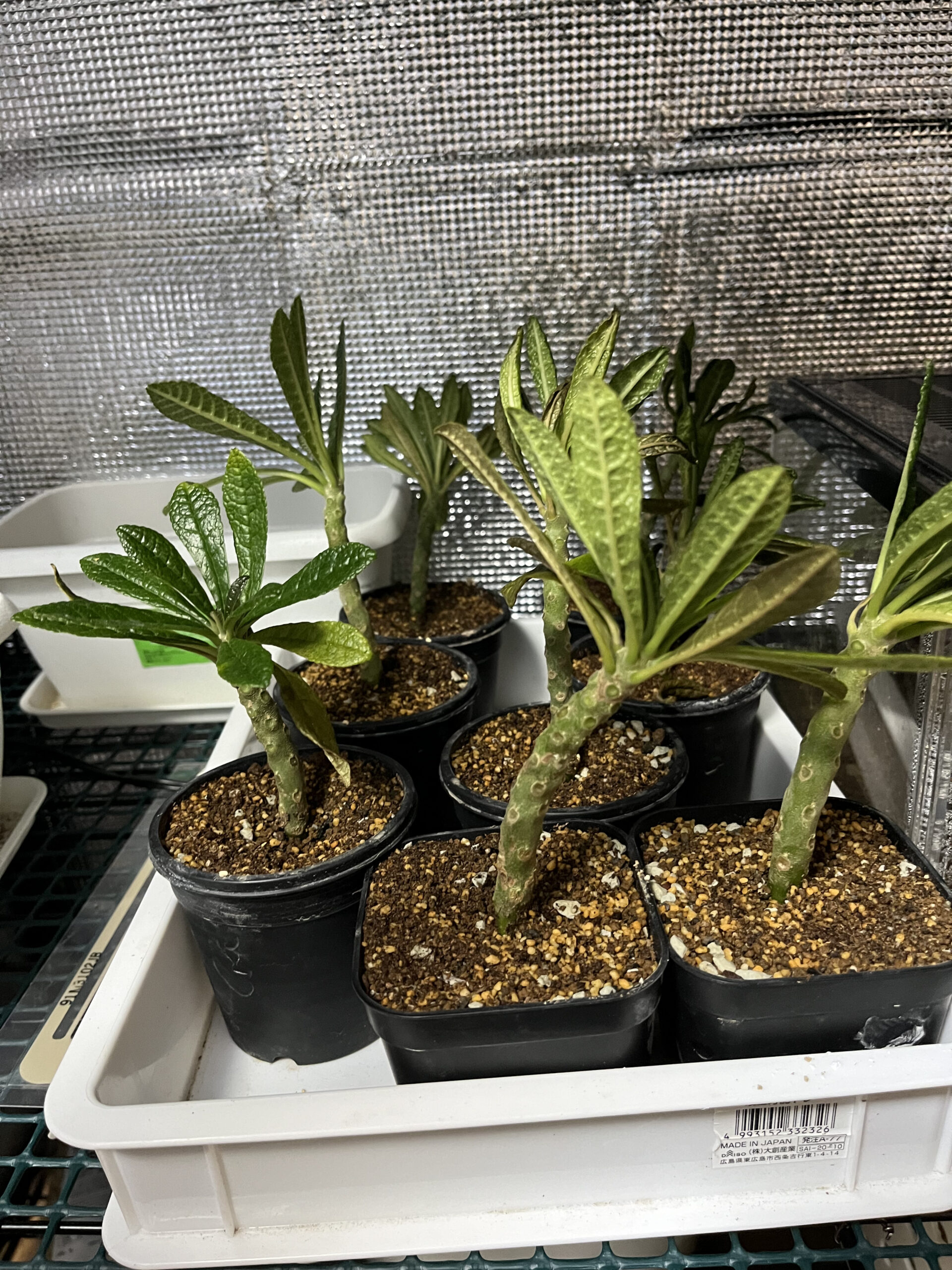 Dorstenia gigas】ドルステニア・ギガスの挿し木栽培② | ビザプラ研究室