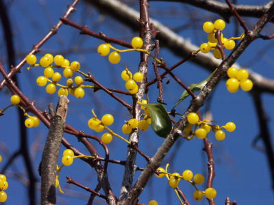 花の歳時記 2003.05.26（水）～2004.11.22（月）