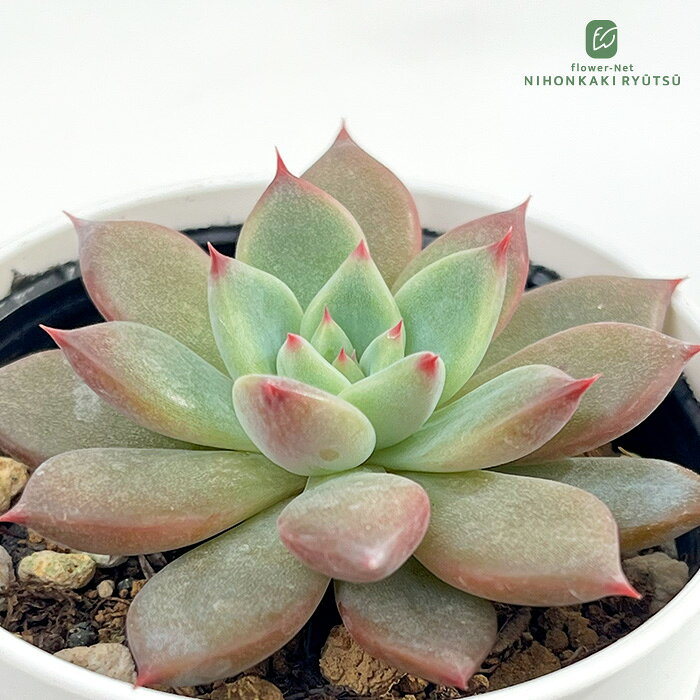 多肉狩り クスピダータサンロベルト × リンゼアナ ① | ⌘ エケベリア