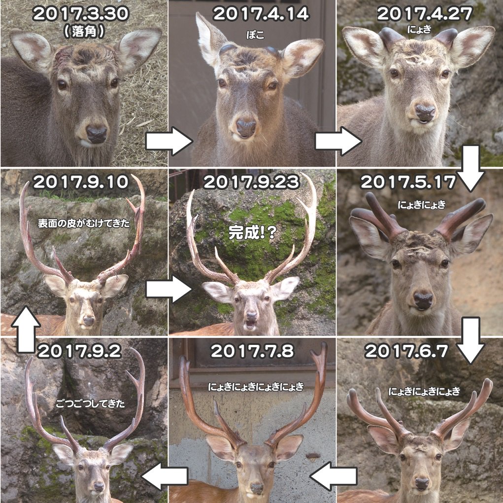 エゾシカの角、完成！？ 今年の角の成長過程をプレイバック！！ （3月