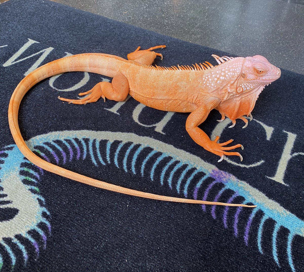 グリーンイグアナ サンセットアルビノ入荷しました❗️