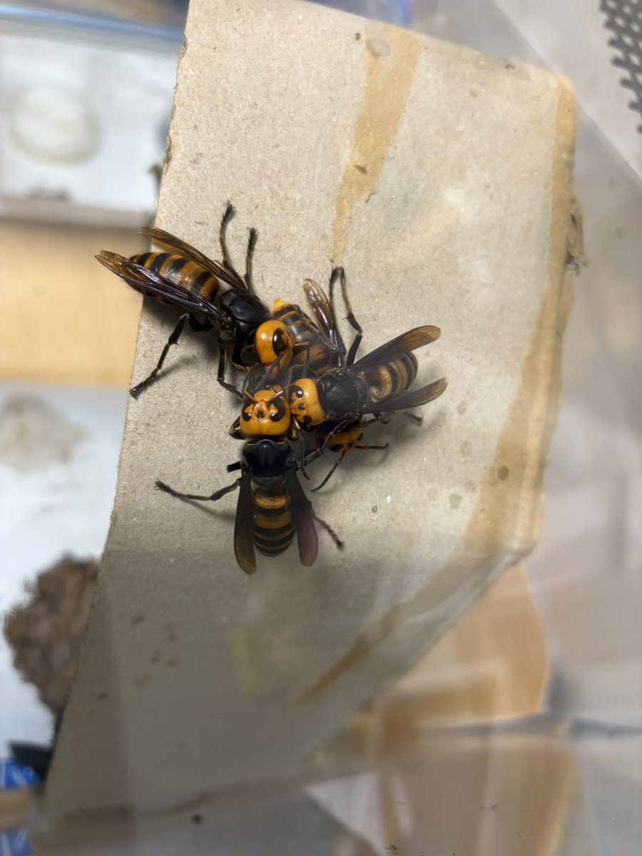 🍭8 (はち)🍬 (@aaiZveGu1X7nWwX) / Posts / X