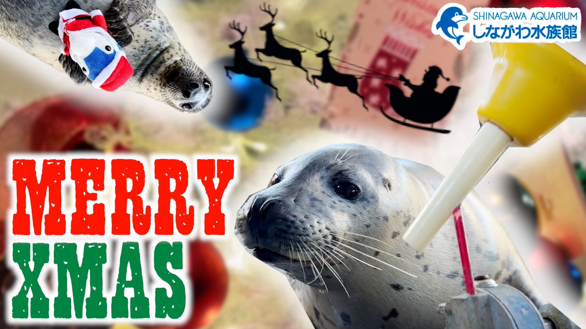 ミミミミミ／ 現在の #しな水 はクリスマス一色🎄✨ そんなしな水で