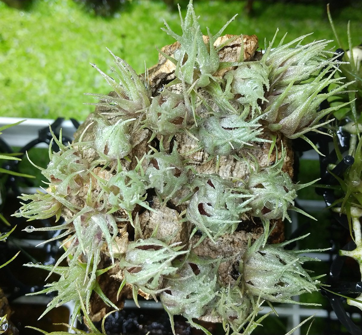 また株間が詰まってきました。 Tillandsia kautskyi x (sprengeliana x