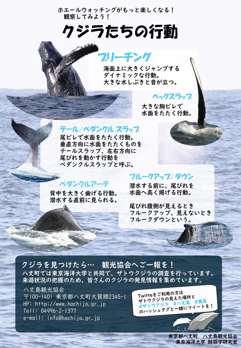 八丈島クジラ目撃情報🐳】 2月6日の東京海洋大学調査チームからの情報