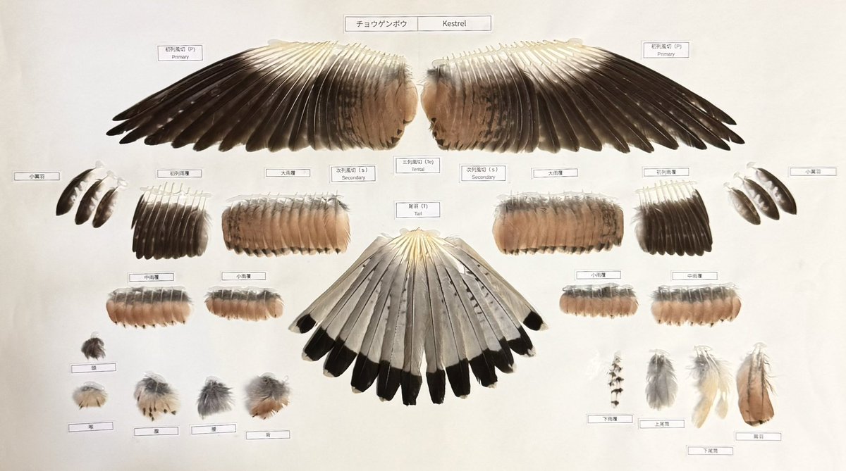 feather specimen (@Iy4SfxjToE29684) / Posts / X
