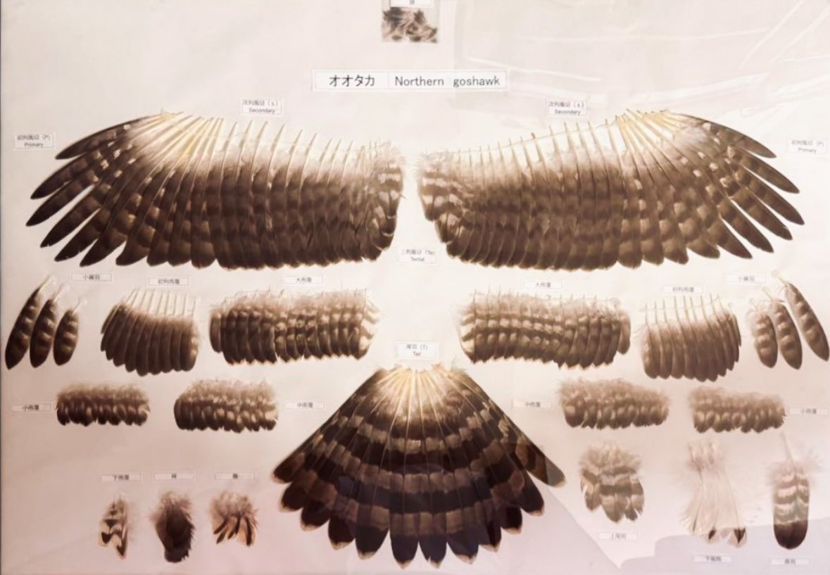 feather specimen (@Iy4SfxjToE29684) / Posts / X