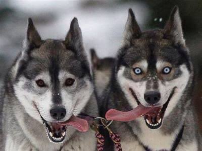 オオカミに最も近いDNAを持つ犬 ←想像(シベリアンハスキー) 現実(柴犬)→