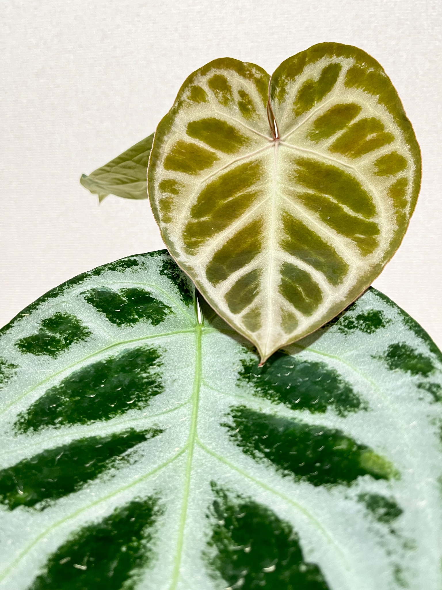 アンスリウム エンジェルドリーム×ドラヤキ 希少なアンスリウム