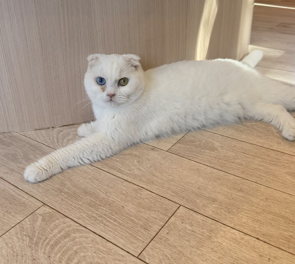 可愛すぎる🤦‍♀️💖 #ニアジョイどらい部