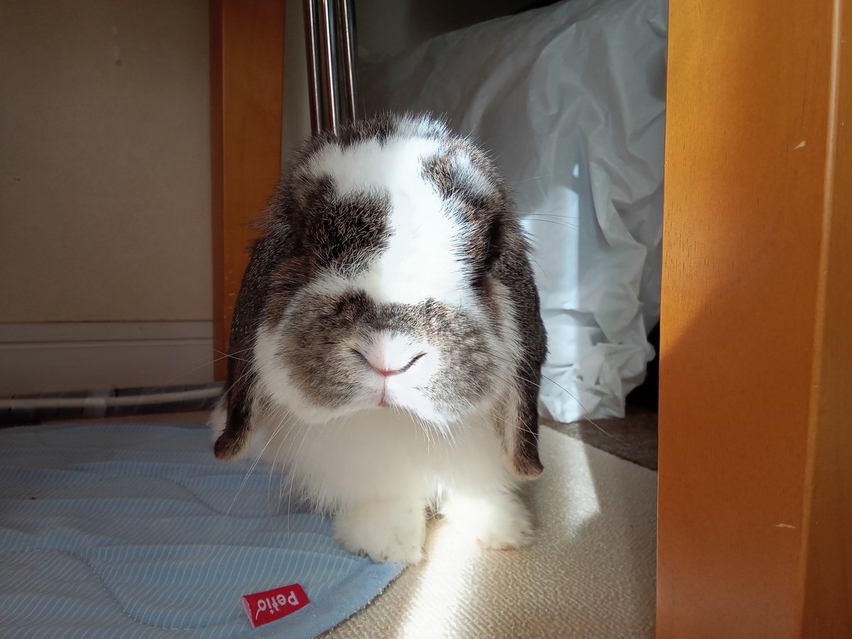 もも♀🍑@うさぎパパ (@momorabbit21) / Posts / X