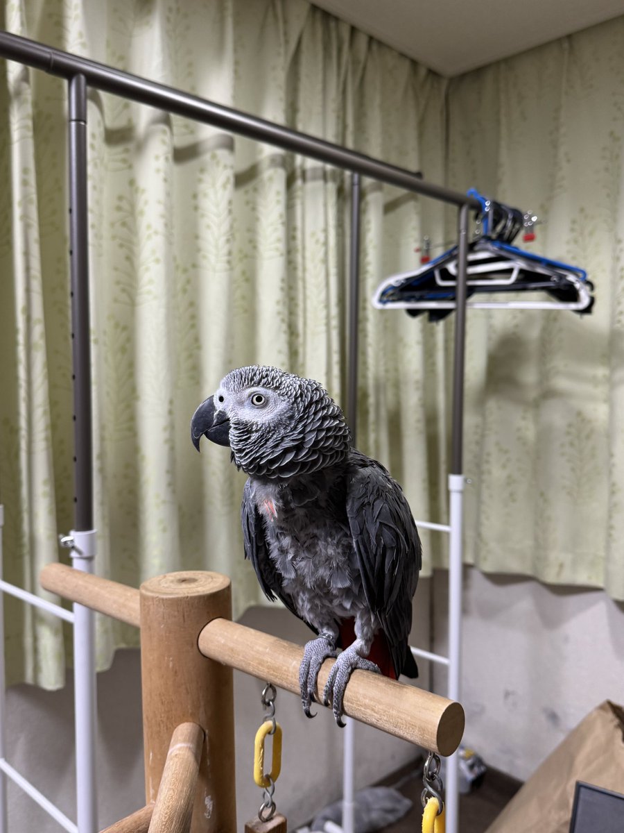 ヨウムのるいちゃんと愉快な仲間たち🐦🍡🍆 (@urupoohchan) / Posts / X