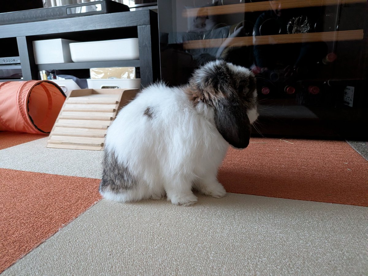 もも♀🍑@うさぎパパ (@momorabbit21) / Posts / X