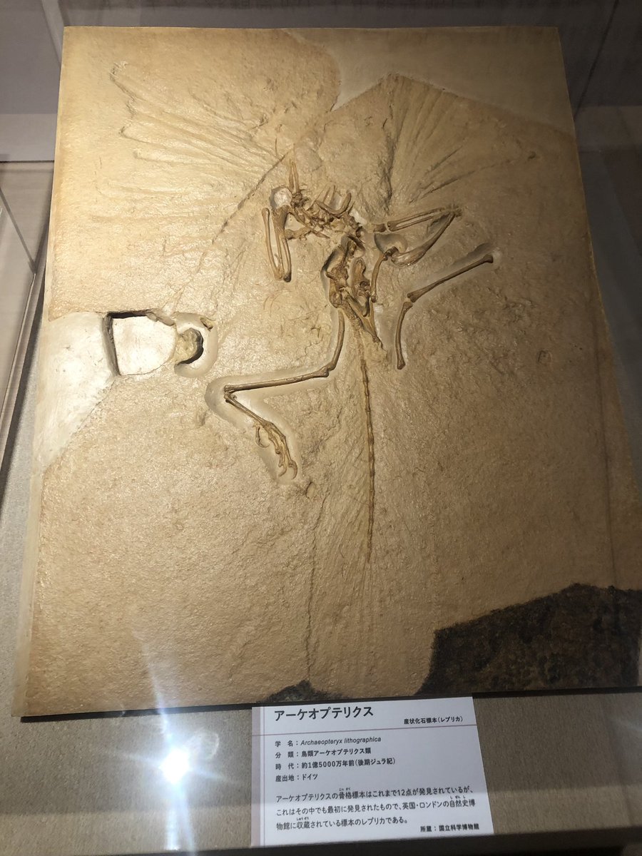 アーケオプテリクス(始祖鳥)の化石レプリカ。 こちらは最初に同定され