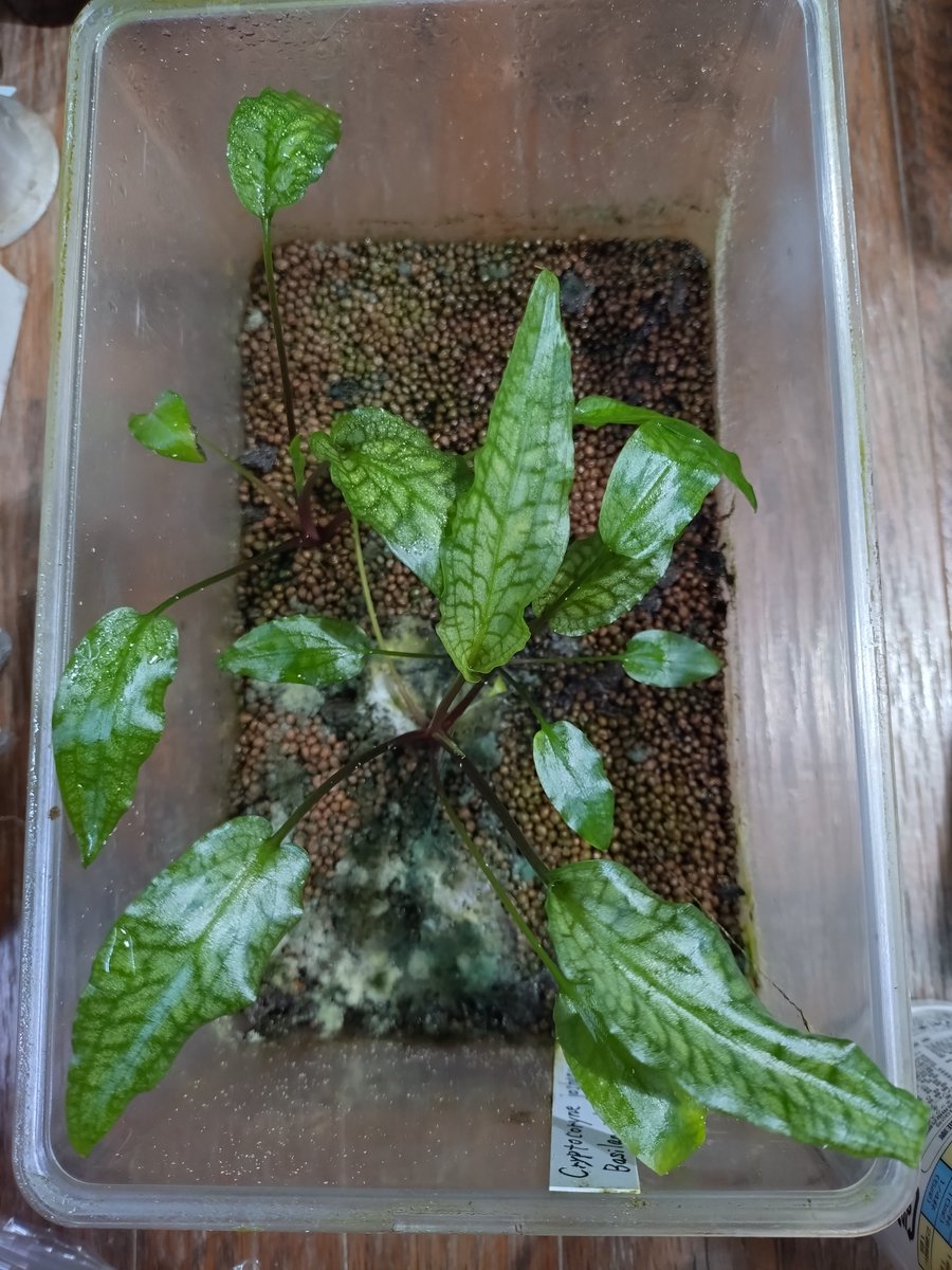 Cryptocoryne joshanii Basilan island Philippines 最近は同じ