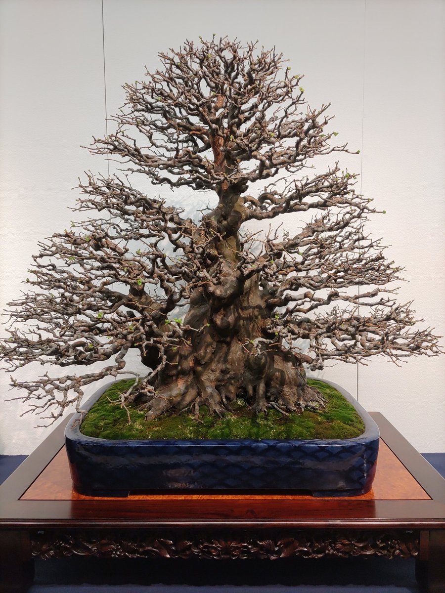 RT @gelcyz: 国風盆栽展、すごいな…