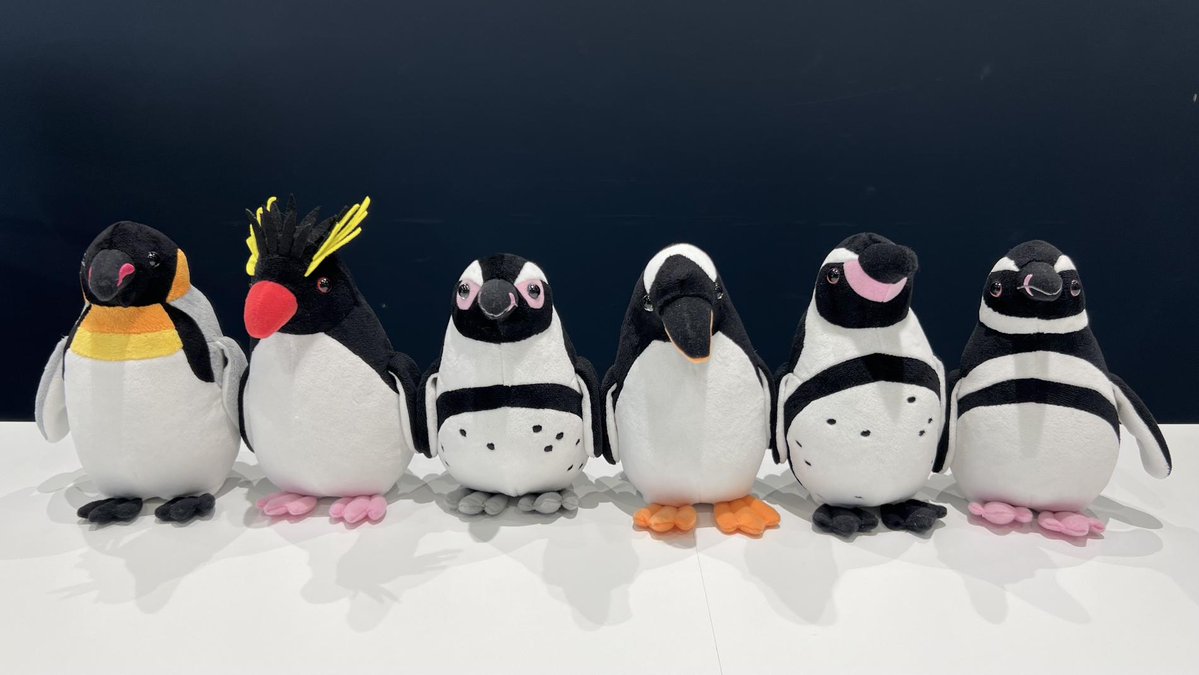 ペンギンコレクション🐧👑 キング、ロックホッパー、ケープ