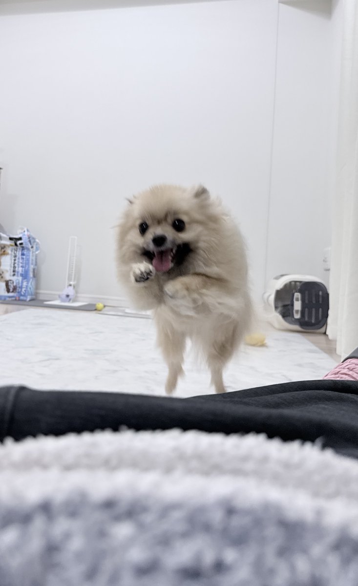 本日の作品 横になると腹に飛び乗ってくるのは なんやかんやで飼い主が