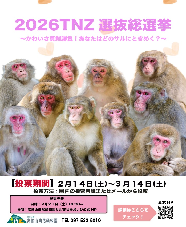 投票してウキ！ TNZ選抜総選挙 ＼ 高崎山のかわいいサルNo.1を決める