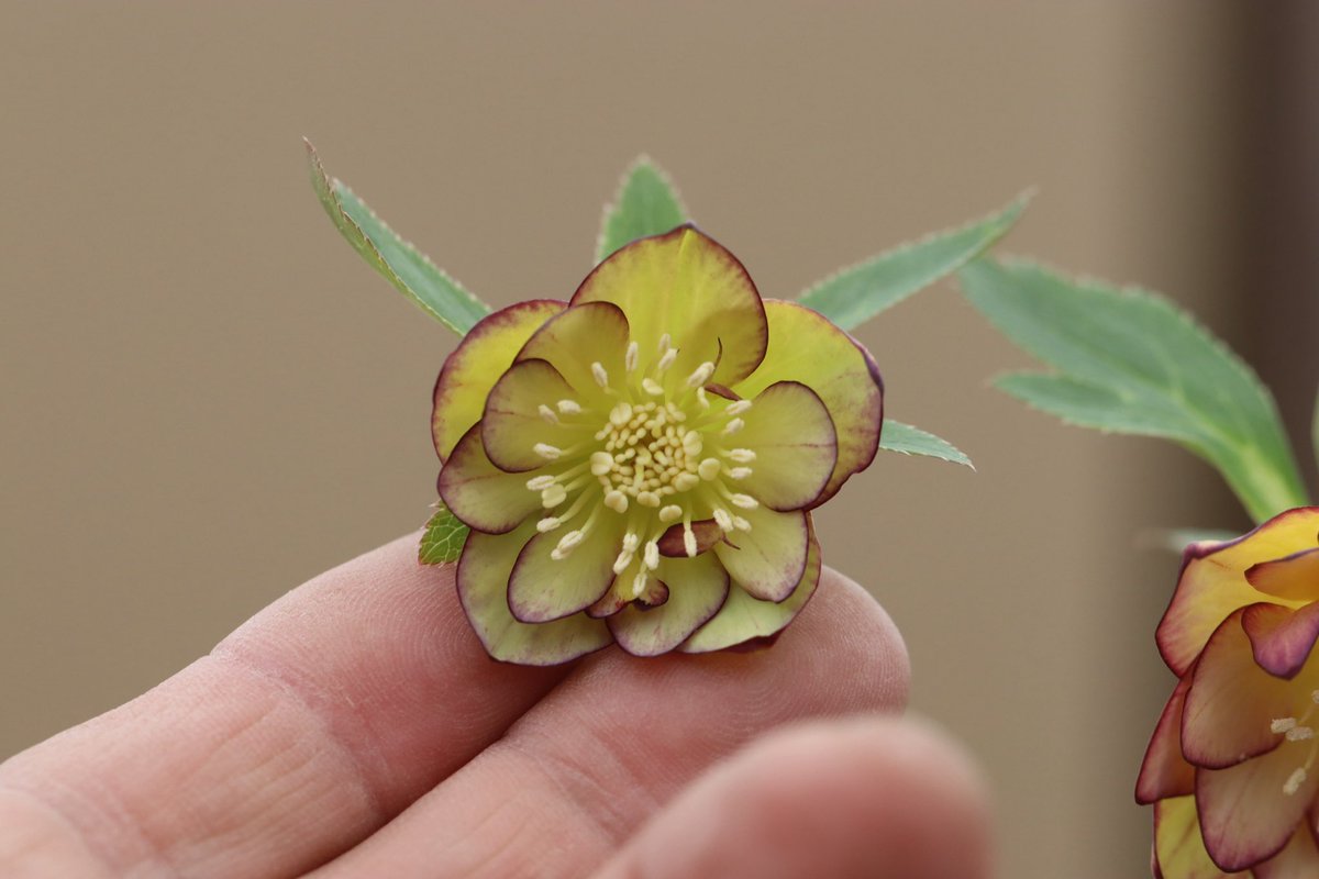 ohgi_nursery (@OhgiNursery) / Posts / X