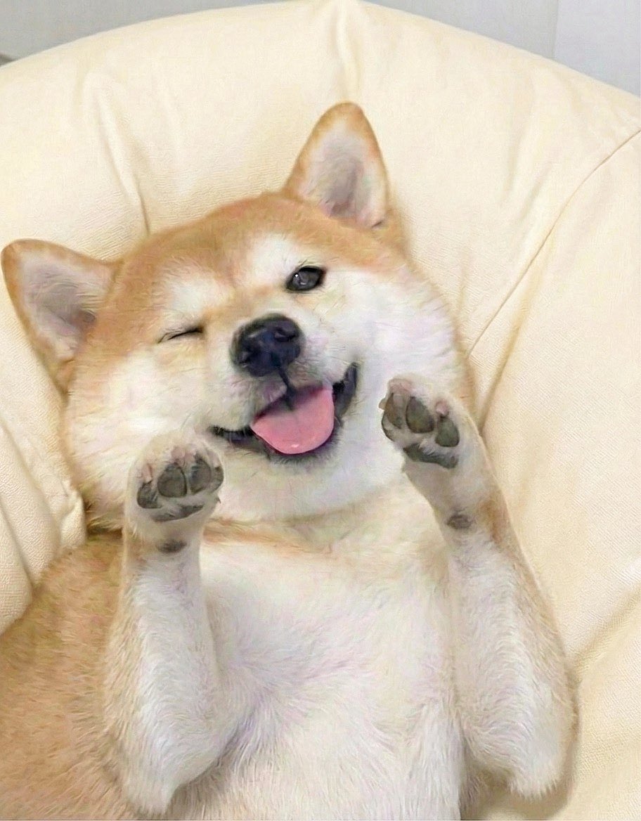 柴犬·͜·♡もも (@momonosekaiii) / Posts / X