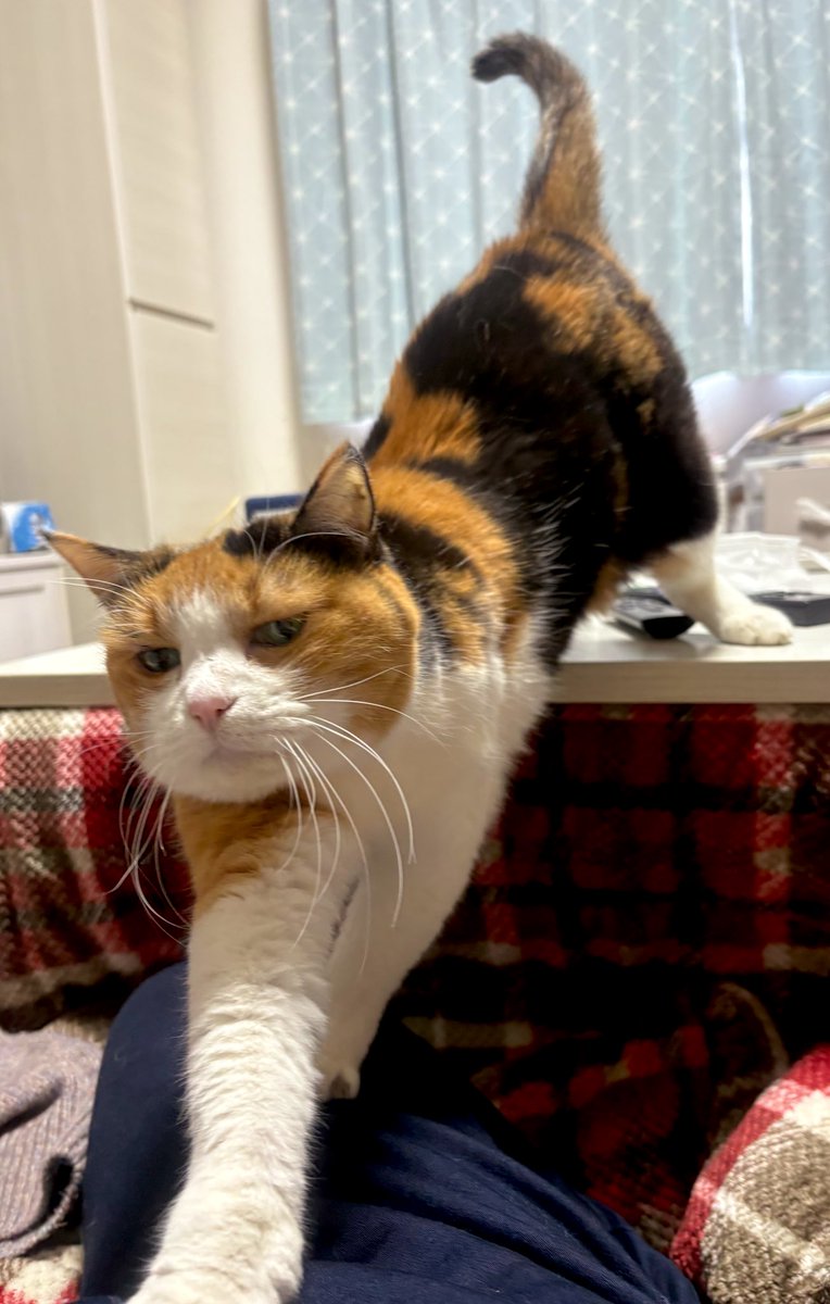 こたつの上から膝に乗るまで #ぴよんたさん #三毛猫 #猫のいる暮らし