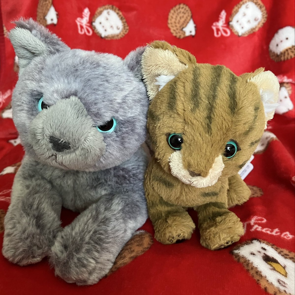 猫の日なので今年お迎えした猫のぬいぐるみ紹介するね！ 左がマロン