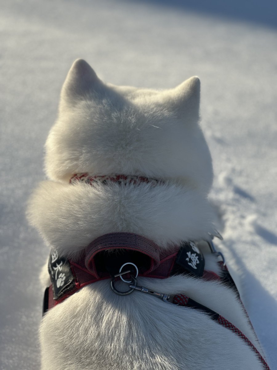 斜面散歩🐾✨️ 暑くなって雪の上で休憩✨️ 足の汚れも落ちて一石二鳥