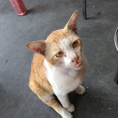 アジアねこ散歩 (@nekosanpoch) / Posts / X