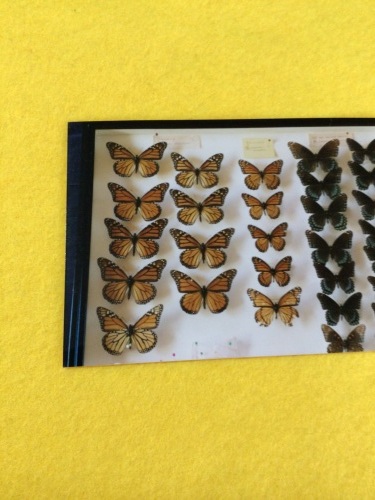 オオカバマダラ 日本で記録のある偶産種 : 蝶・チョウ・ゆっくり歩き