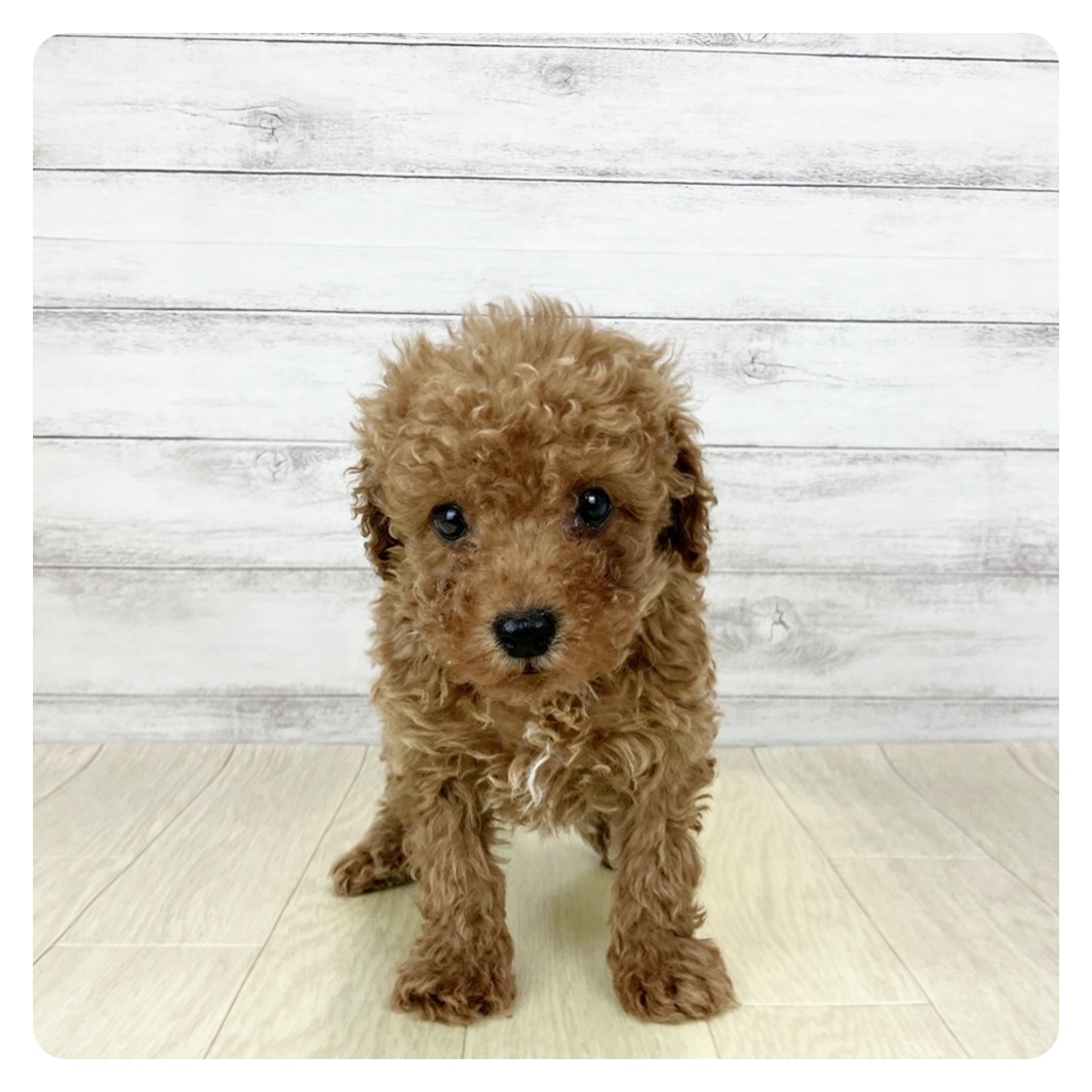 トイプードル | ペットフォレスト