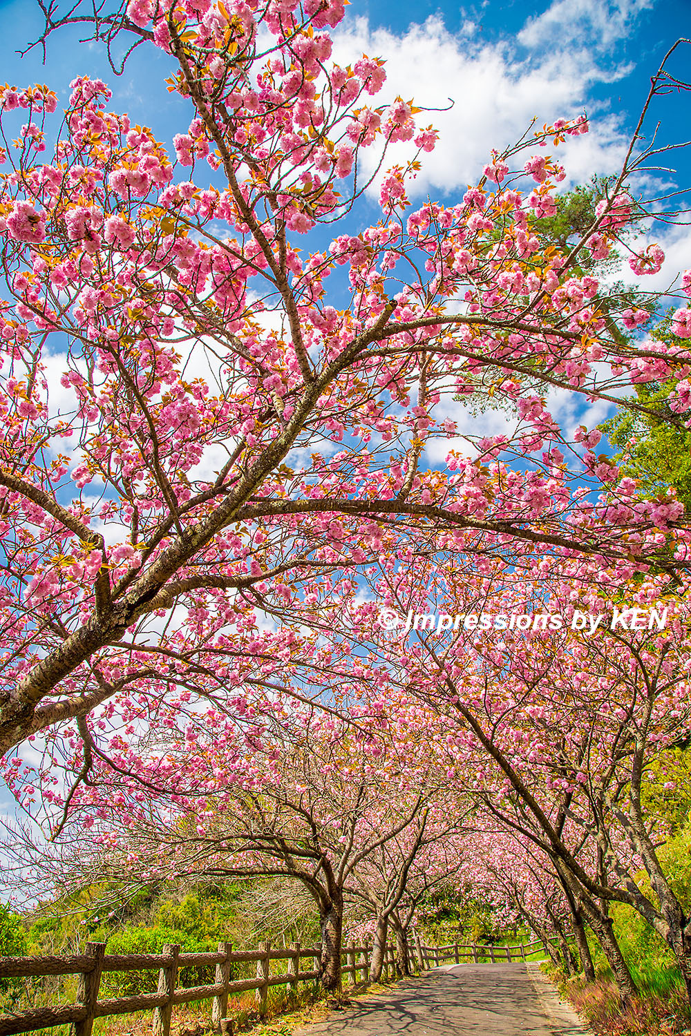 桜の撮り歩き 2023「その5」（斐川町の八重桜と菜の花） - Impressions