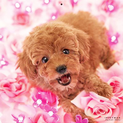 PICTWANカレンダー2026 プードル【L判】