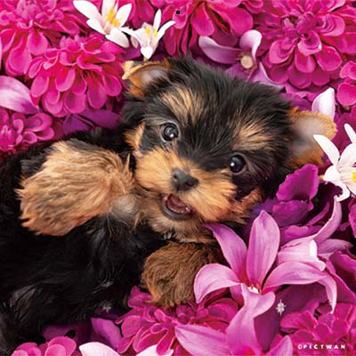 PICTWANカレンダー2026 ヨークシャー・テリア【S判】