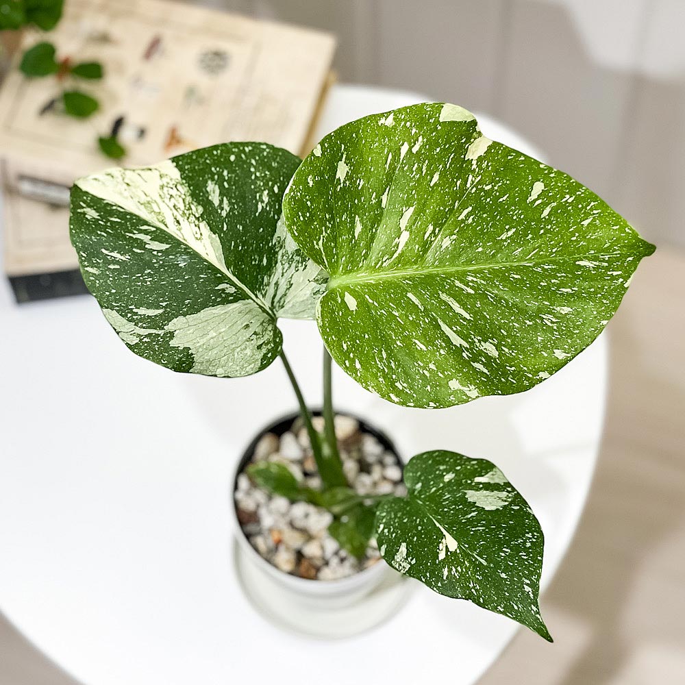 PLANCHU 観葉植物 モンステラ タイコンステレーション Monstera