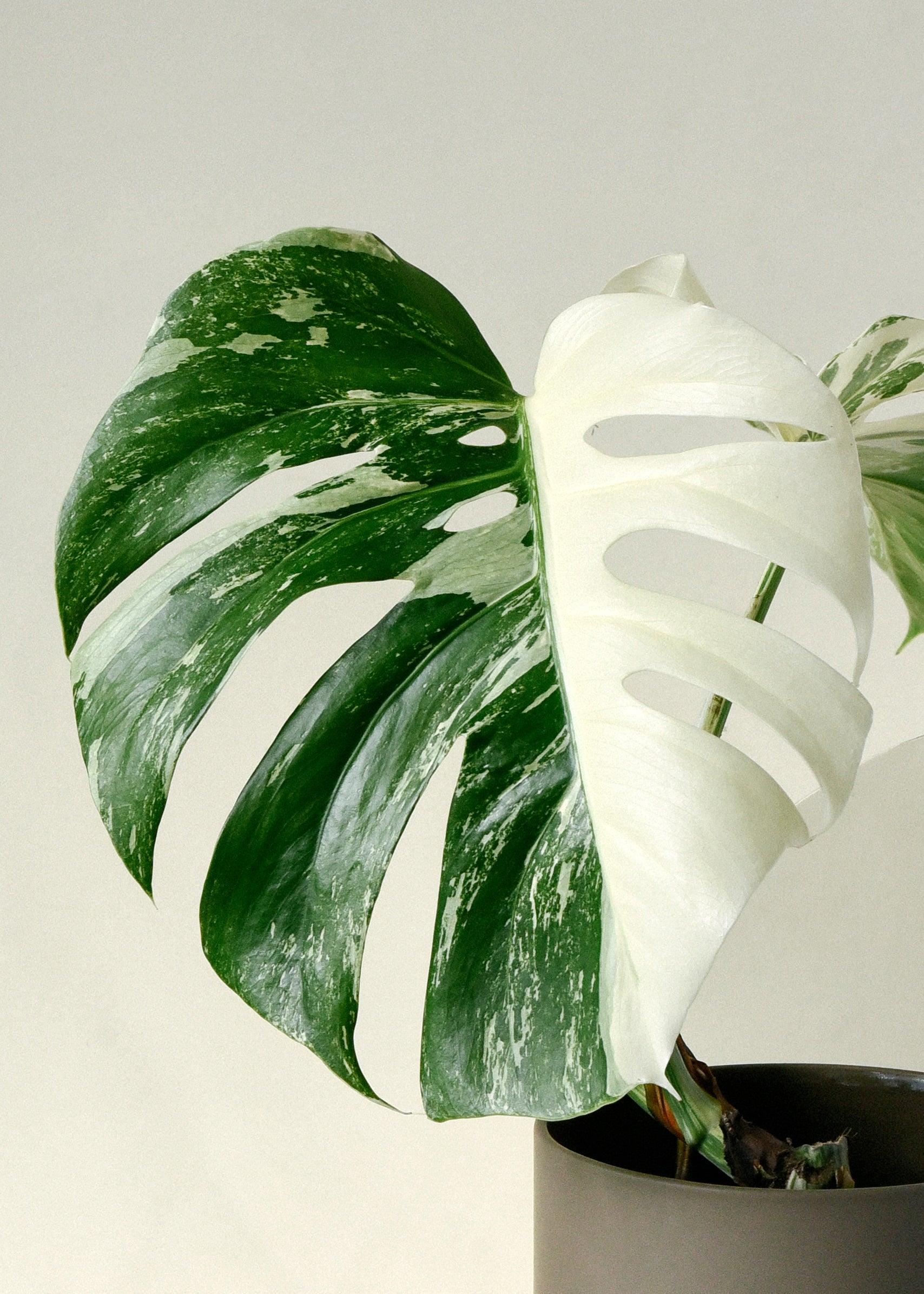 Monstera Deliciosa var. Borsigiana Variegata Large – Plant Circle