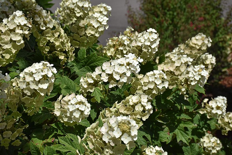 Oakleaf Hydrangea (Hydrangea quercifolia) in Oklahoma City Edmond