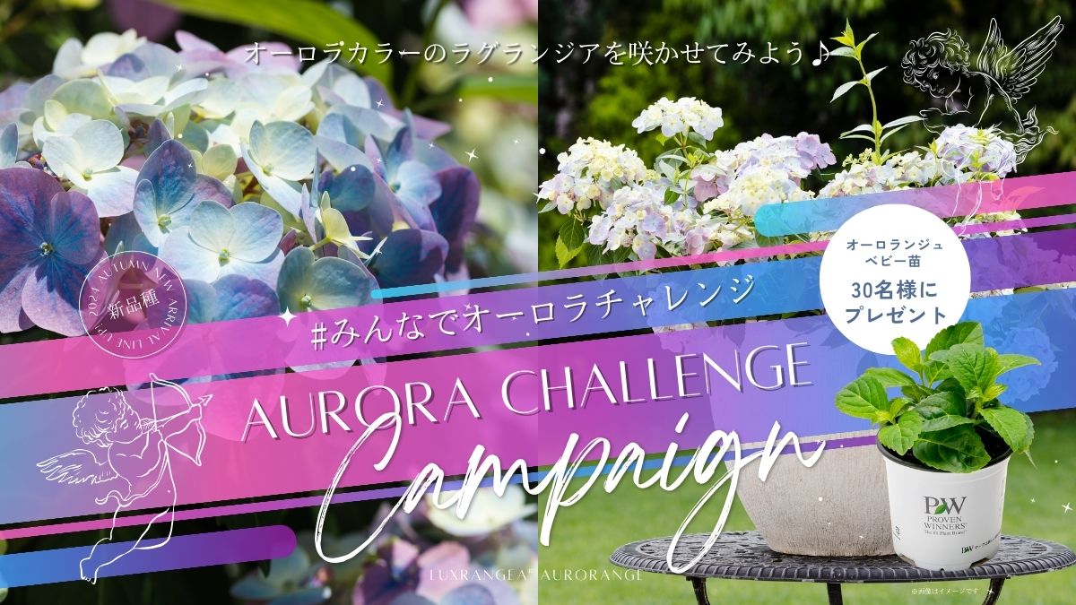 皆さんでオーロラチャレンジ プレゼントキャンペーン | PROVEN WINNERS