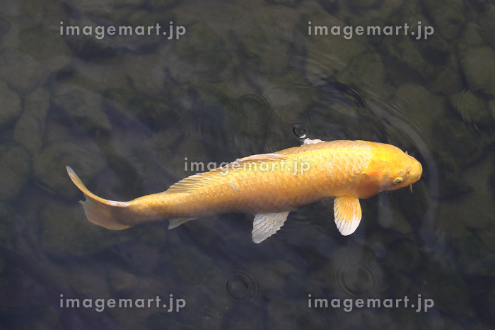 金色の鯉の写真素材 [172016296]｜毎月1点無料（フリー）のストック