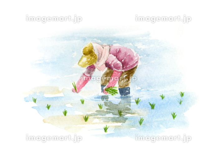 田植えをする女性の水彩画のイラスト素材 [231860193]｜毎月1点無料
